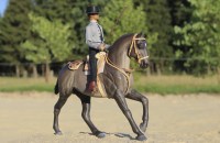 Breyerfest Specials
